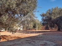 Terrain à vendre à Hammamet Sud à 110 MD 51555133