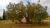 TERRAIN AGRICOL