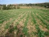 TERRAIN AGRICOLE
