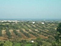 terrain agricole 8hectare olives lindaria bouficha