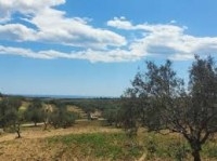 terrain agricole 8hectare olives lindaria bouficha