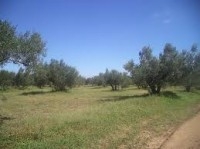terrain agricole 8hectare olives lindaria bouficha