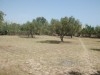 Terrain agricole à Hammam Sousse