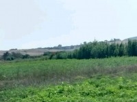 terrain agricole à kélibia