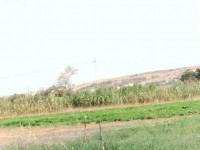 terrain agricole à kélibia