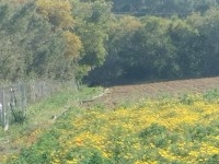terrain agricole à vendre