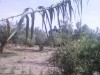 Terrain agricole avec puit à Chatt Memi Ras Jebel