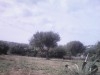 Terrain agricole avec puit à Chatt Memi Ras Jebel