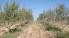 Terrain agricole avec titre foncier individuel