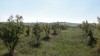 Terrain agricole avec titre foncier individuel