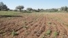 Terrain agricole avec titre foncier individuel