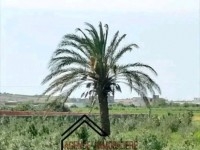terrain agricole contenant une villa