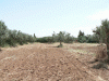Terrain agricole de 21 ha