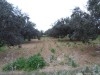 Terrain Agricole de 3.4 Hectares avec 200 oliviers