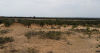 Terrain agricole entre Kalaa Sghira Ennagr