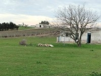 terrain agricole près de la mer
