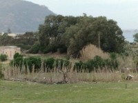 terrain agricole près de la mer