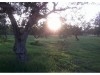 Terrain agricole situé a tazarka