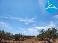 Terrain Amine
