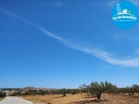 Terrain Amine