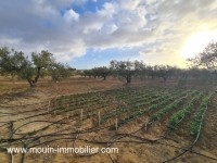 TERRAIN ANNA Hammamet Birbouregba Latrach I T1075