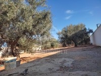 Terrain clôturé à vendre à Hammamet Sud 51355351