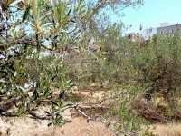 Terrain clôturé de 656 m² à vendre à Hammamet Nord