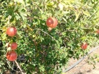 terrain contenant plusieurs arbres