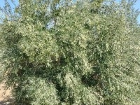 terrain contenant plusieurs arbres