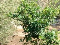 terrain contenant plusieurs arbres