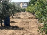 terrain contenant plusieurs arbres