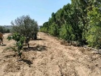 terrain contenant plusieurs arbres