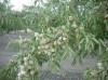 terrain d'arbres fruitiers