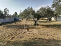 Terrain de 1000 m² à vendre à Hammamet à 195 MD 
