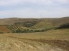 TERRAIN DE 3 hectare et demi A EL ALIA 