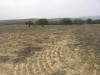 TERRAIN DE 3 hectare et demi A EL ALIA 