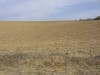 TERRAIN DE 3 hectare et demi A EL ALIA 
