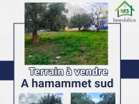 Terrain de 500 m² à vendre Hammamet Sud à 135 MD 