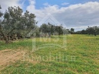 Terrain de 5042 m² à vendre à Hammamet Sud 