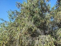 Terrain de 5042 m² à vendre à Hammamet Sud 