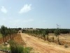 Terrain de 9 Ha à Nabeul Somaa