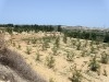 Terrain de 9 Ha à Nabeul Somaa