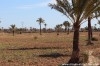 Terrain Djerba ref T302 