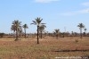 Terrain Djerba ref T302 