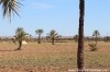 Terrain Djerba ref T302 