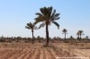 Terrain Djerba ref T302 