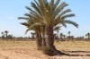 Terrain Djerba ref T302 