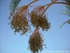Terrain Djerba ref T302 