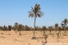 Terrain Djerba T302