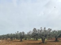TERRAIN GINO à Hammamet T1017